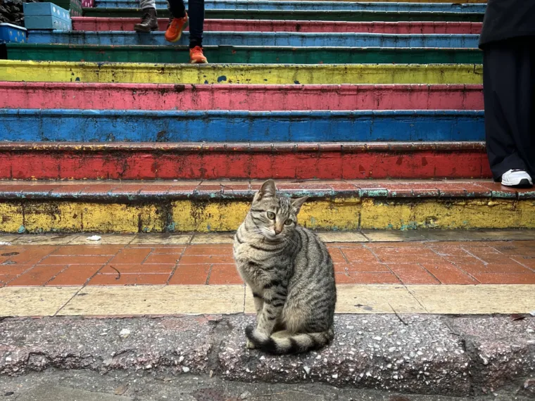 A tabby cat sitting at the foot of the rainbow painted steps in Balat, a stone church behind