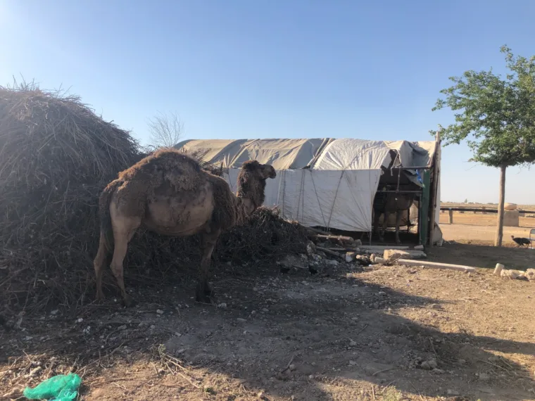 A camel resting beside a farm shelter in southeastern Turkey